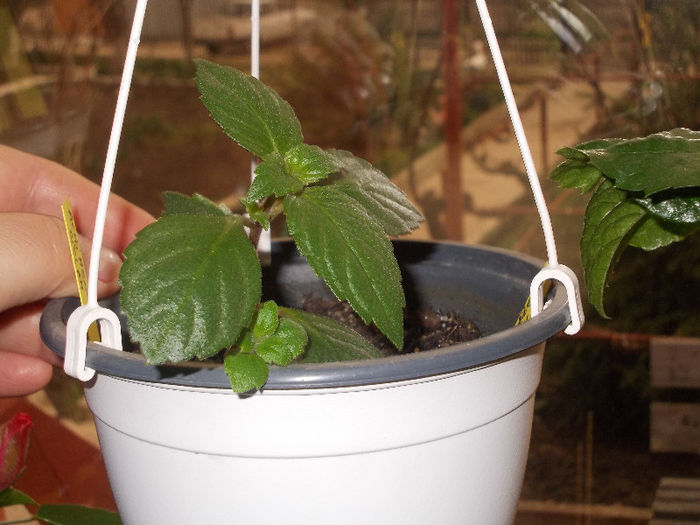 DSCN7611_3082 - Florile mele