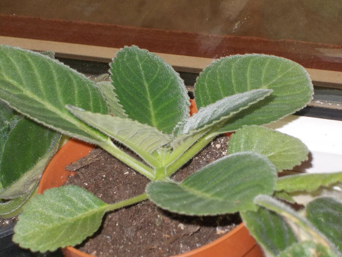 DSCN7618_3089 - Florile mele