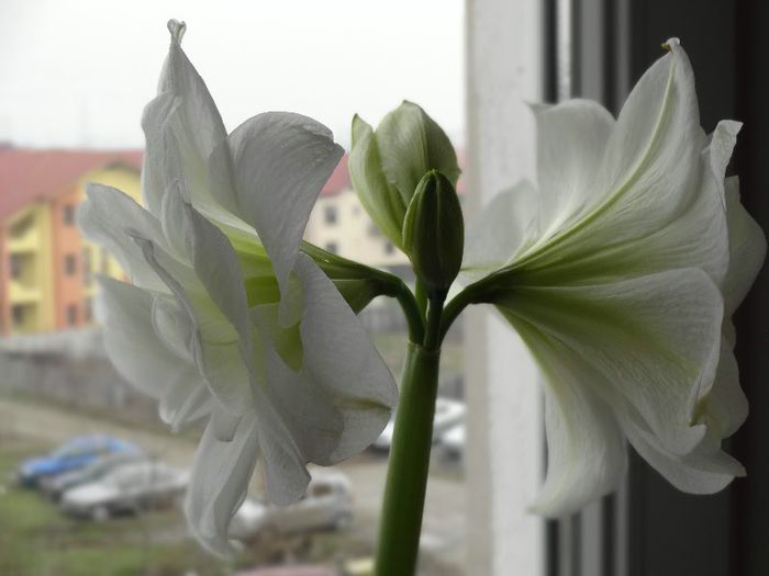 DSC01459 - Amaryllis