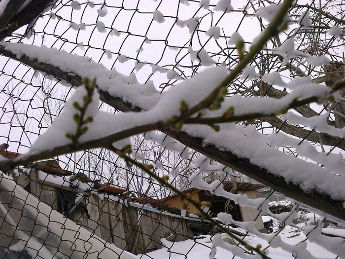 capriciile iernii , 28 martie 3 zile cu zapada - altoiri 2013