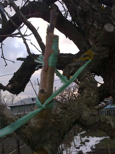 Favorita lui Klap Rosu