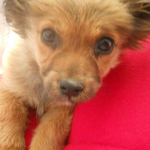 cam asa arata cand am gasit-o