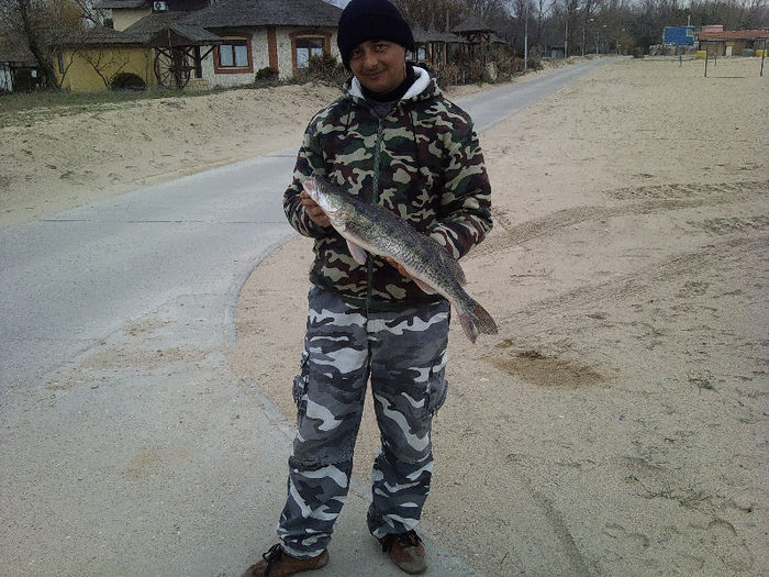 Photo1080; primul salau din 2013(2,400kg)
