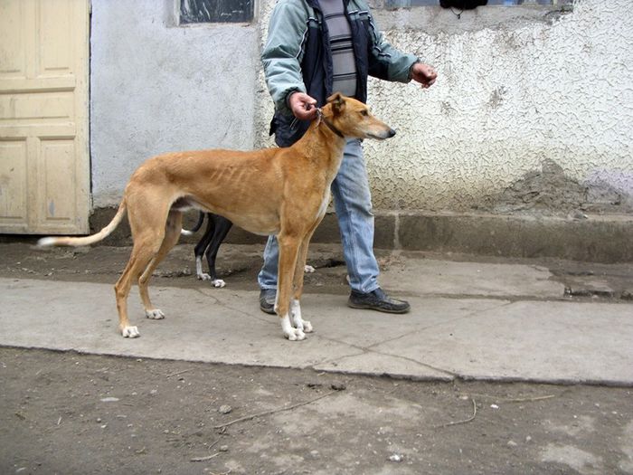 SDC13989 - ogary greyhound album