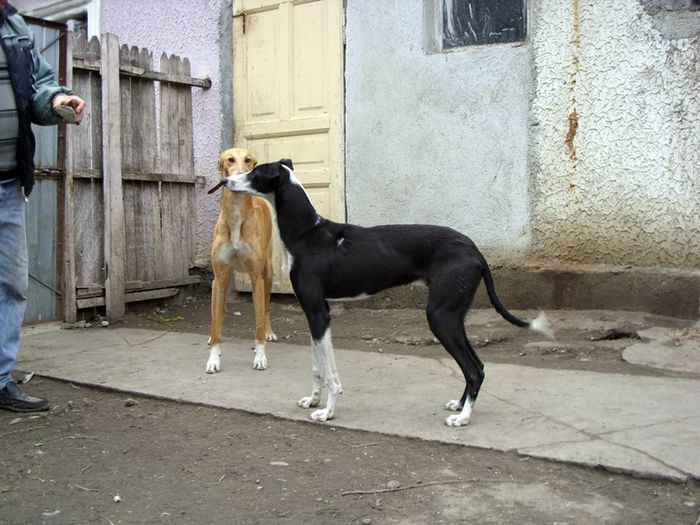 SDC13984 - ogary greyhound album