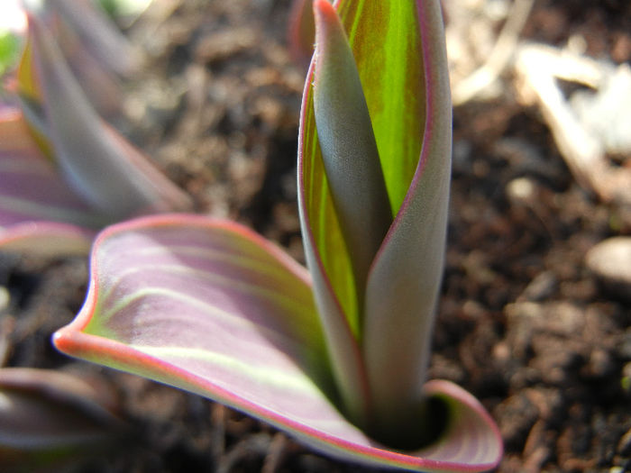 Tulipa Juan (2013, March 20)