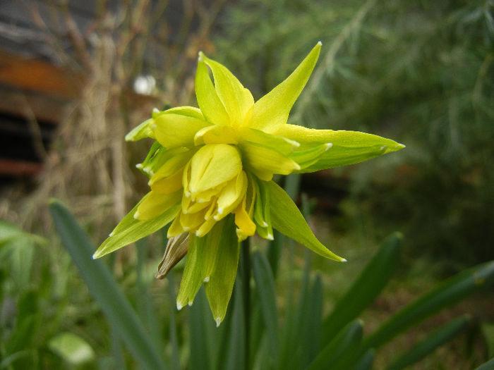 Daffodil Rip van Winkle (2013, March 31) - Narcissus Rip van Winkle