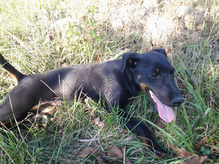 Fotografie0895 - jagd terrier