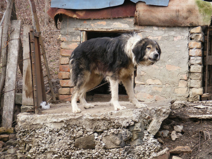  - caini tot din zona mea