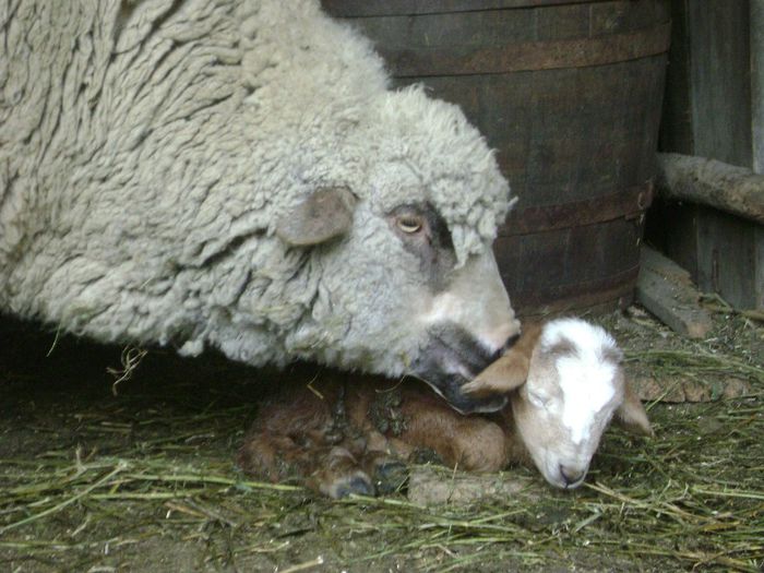 si il cheama Norocel