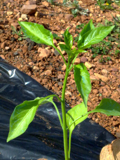 am plantat ardei si rosii - plante  insecte  viata