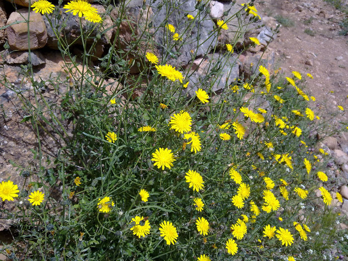 flori pe munte - plante  insecte  viata