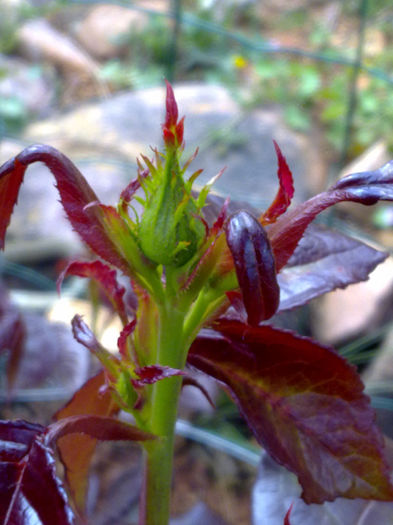 31.03....trandafirii au boboci - plante  insecte  viata