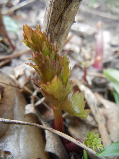 Levisticum officinale (2013, March 31)