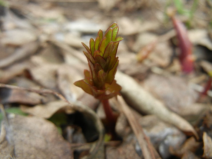 Levisticum officinale (2013, March 31) - Lovage_Leustean