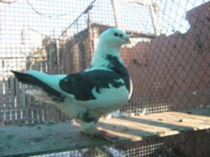 leo f 2007