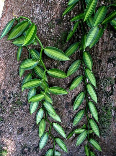 Vanilla planifolia variegata - achizitii gloxi si nu numai 2013