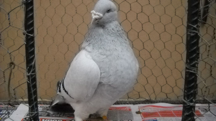 DSCN7772 - Poze noi 1 Aprilie 2013