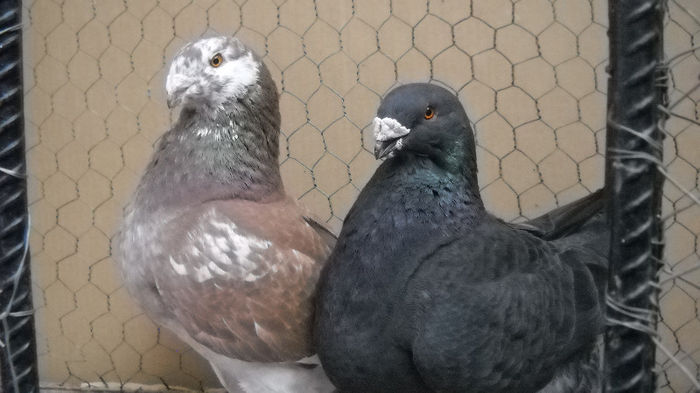 DSCN7775 - Poze noi 1 Aprilie 2013