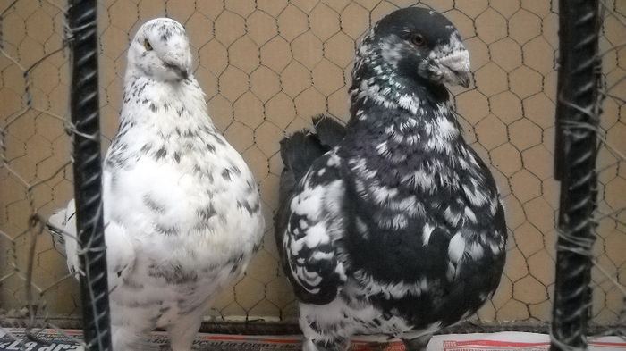 DSCN7777 - Poze noi 1 Aprilie 2013