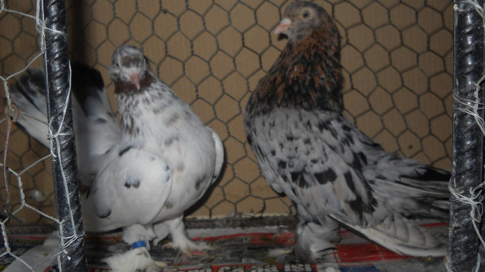 canpion 2009.2010.2011.2013