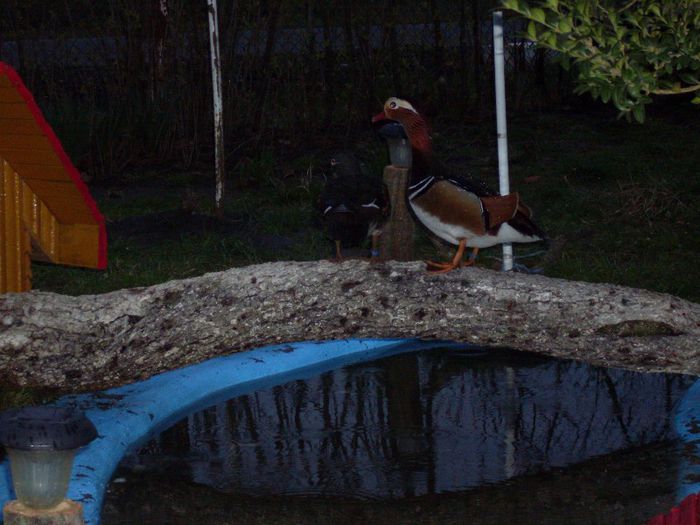 SDC15659 - Rate mandarine