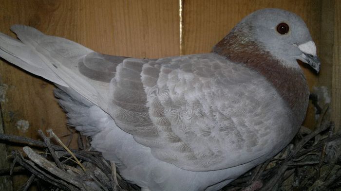 Mascul Bricoux - Porumbei clasati Bricoux