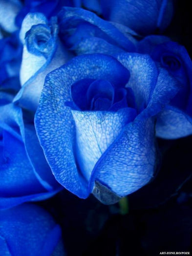  - Trandafiri rosi si unul albastru