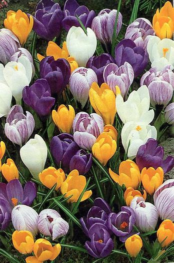 crocus _mix; POZA NU-MI APARTINE!!!
