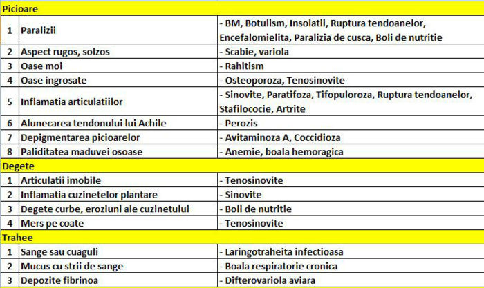 Diagnostic rapid 4 - Diagnosticare boli gaini