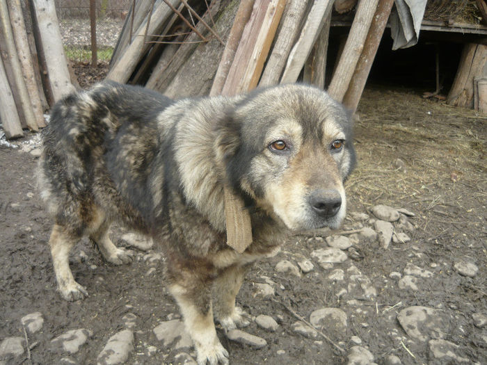 Femela carpatin