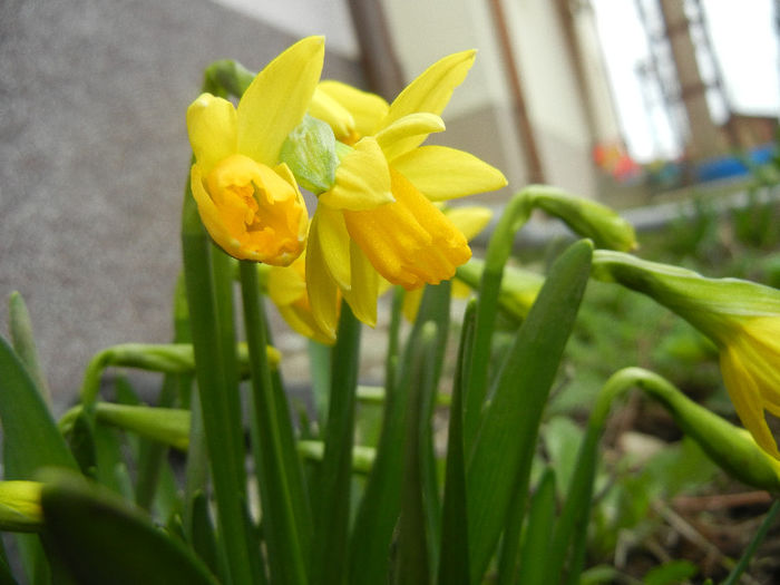 Narcissus Tete-a-Tete (2013, March 31) - Narcissus Tete-a-Tete