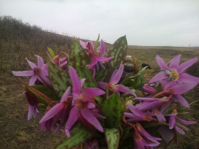 FĂ©nykĂ©p0719[1]