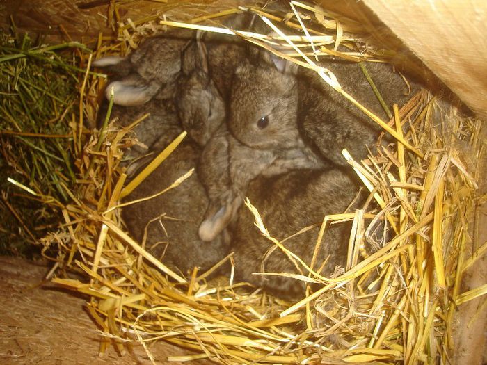 cuib 5 - Cuiburi 2013