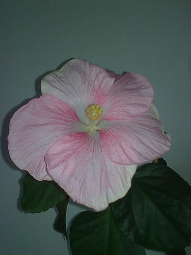 Imagine3319 - HIBISCUS