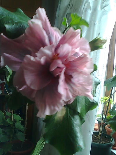 Imagine3320 - HIBISCUS