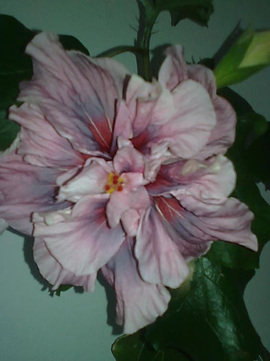 BABY BLUE - HIBISCUS