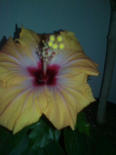 Imagine3322 - HIBISCUS