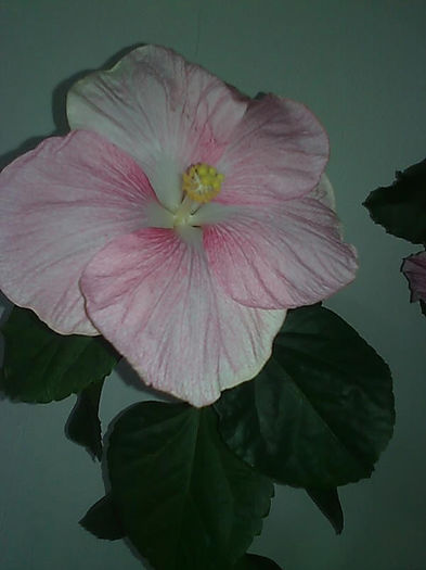 Imagine3325 - HIBISCUS