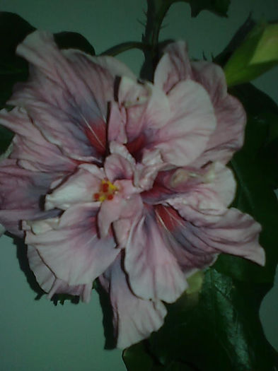 Imagine3327 - HIBISCUS