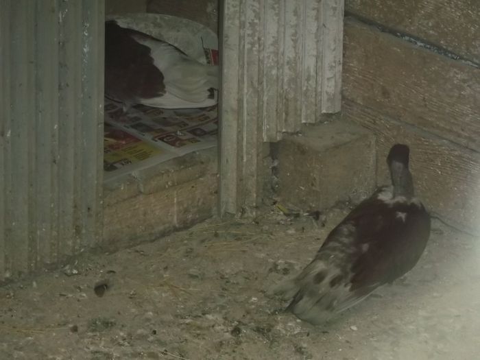TI-AI GASIT HOGEAC ???CA VIN.. - PORUMBEI GAT-GOLAS
