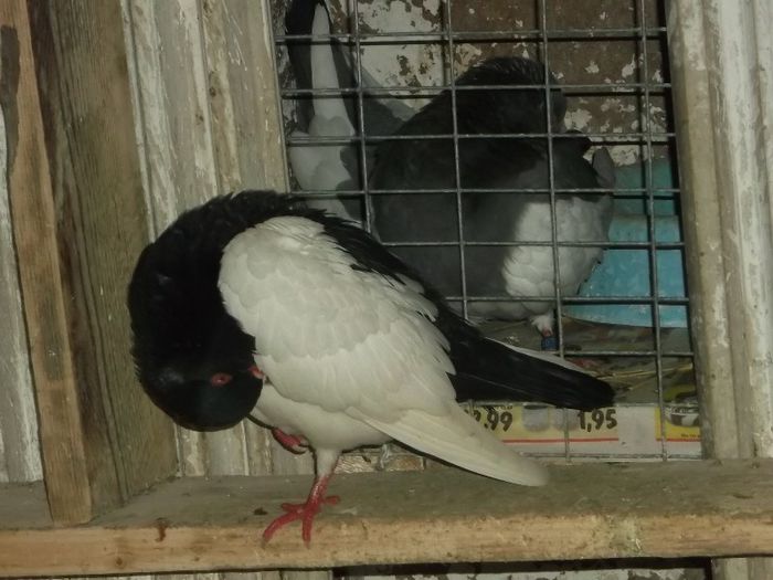 MA 'PLEC IN FATA TA STAPANE - 0000PORUMBEI COTOFENE GERMANE ELSTERPURZLER