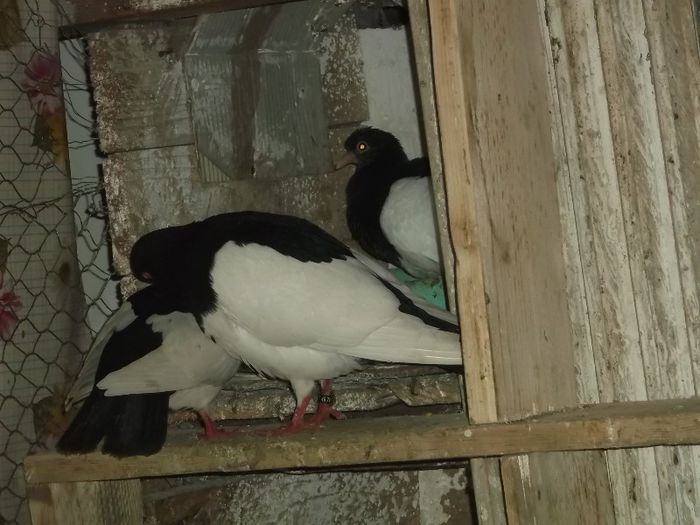 STAI  FRUMOS CA NE VEDE ALA MICU' - 0000PORUMBEI COTOFENE GERMANE ELSTERPURZLER