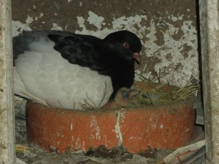 ASTEPTAM CUMINTI LA RAND - 0000PORUMBEI COTOFENE GERMANE ELSTERPURZLER