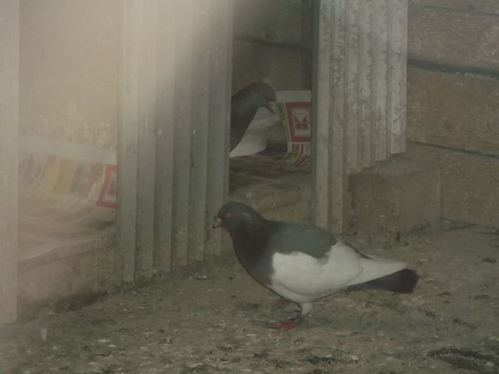 NEMTII (UNII) AU DEJA CULCUS - 0000PORUMBEI COTOFENE GERMANE ELSTERPURZLER