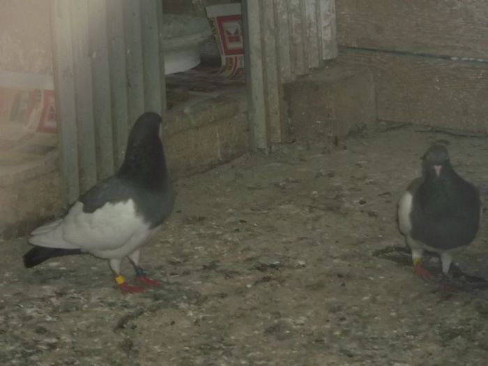 CUCERESTE-MA MAI.....GREU - 0000PORUMBEI COTOFENE GERMANE ELSTERPURZLER