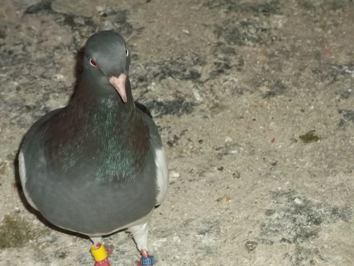 ....SUNT FRUMOASA, NU ??? - 0000PORUMBEI COTOFENE GERMANE ELSTERPURZLER