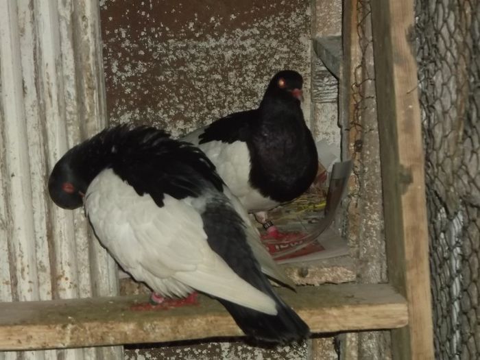 IGIENA PERSONALA LA ORDINEA ZILEI - 0000PORUMBEI COTOFENE GERMANE ELSTERPURZLER