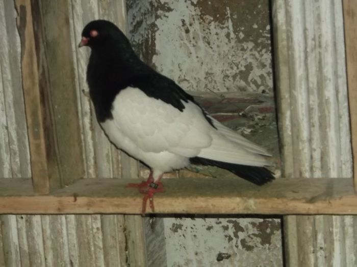 EU STAU LA.....DRAPEL SI EI...... - 0000PORUMBEI COTOFENE GERMANE ELSTERPURZLER