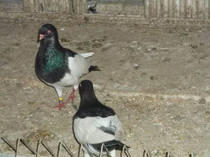 ......SE PLIMBA !!! - 0000PORUMBEI COTOFENE GERMANE ELSTERPURZLER